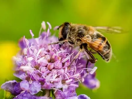 Bee-Albanian-Alps